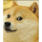 What the doge doinx