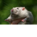 The rat puke army!