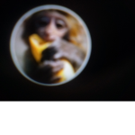 M for Monkey army