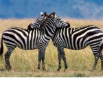 zebra fanclub