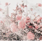 {XfloralX}