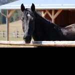 Horse Riding~Rose's Ranch