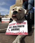 Los fans de carlotta