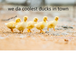 Ducky Family
