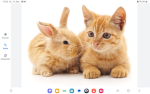 Hase+Katze=süß