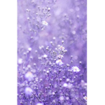Lavender Vibessssss