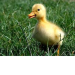 The Duck Army!