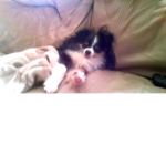Puppies r awsome