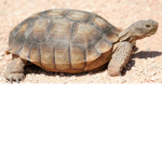 The Tortoise Fan Group