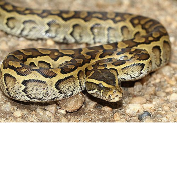Buy or adopt a Boa or Python and get bitten in the