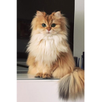 My cats !