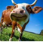The cow enthusiast group