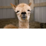 Llamas click join :3