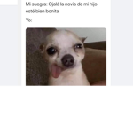 Los bebes perritos