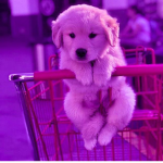 PUURPLEE