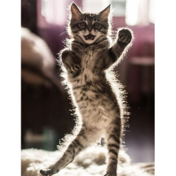cat obby