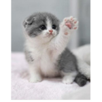 Kitten named chicken nugget group