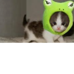 Cute Cats and Frogs Group! Made by Quietmelon123