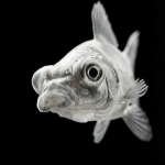 fishlover