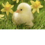 Ducklings!!<3
