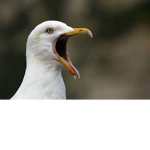 The Sus Screeching Cult