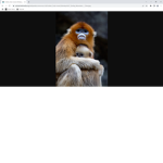 The Chunky Monkey Lonkeys