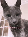 willowcat
