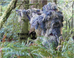 Woodland Sniper