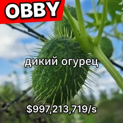 Wild Cucumber Obby