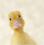 Duck. Army