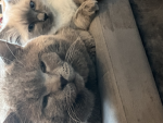 I love my cat cuz ye