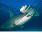 shark.