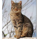 Cathaven