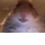 Mreat