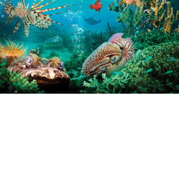the ocean