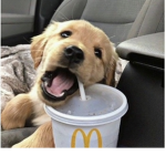 Dogs official fan group!