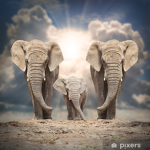 ~*,'Elephants Army',*~