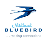 Midland Bluebird