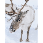 -Mochas reindeers-