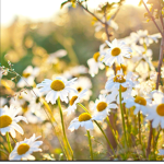 DAISY PETAL SQUAD