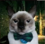 Studios KAT nyas!