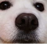 Maya the dog
