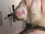 WE HAMSTERS