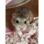 Hamster Fam Squad Group