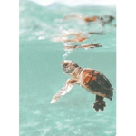 Little turtles <3