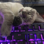 mew