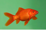 Fishes United!!