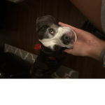 Draco aka Allen