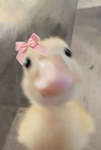 ayyitskay