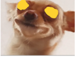 The church of the holy meme